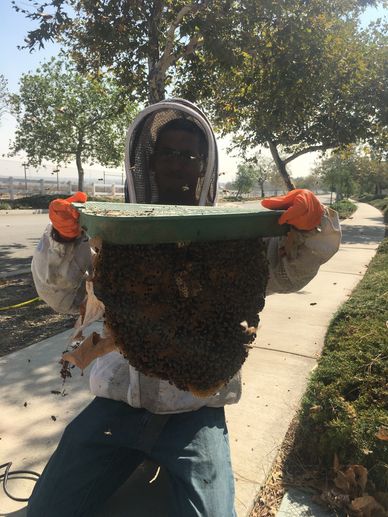 Ethical Bee Removal for State entities is a specialty of BeeDoctor Bee Removal.