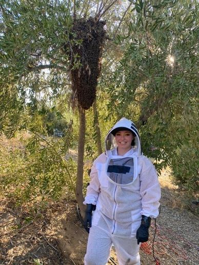 Professional Bee Removers for ethical Bee Removal.