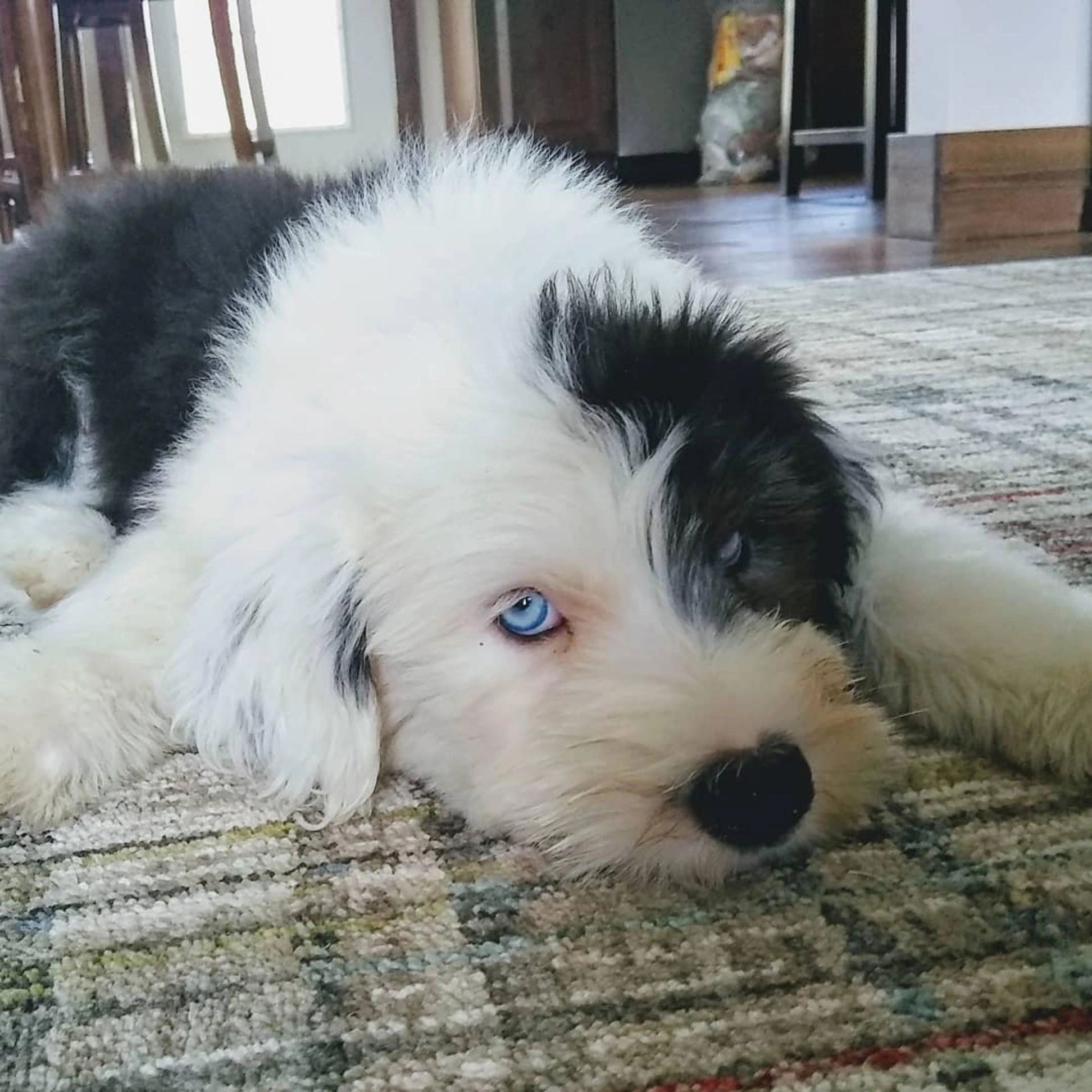 blue eyed sheepadoodle puppies for sale