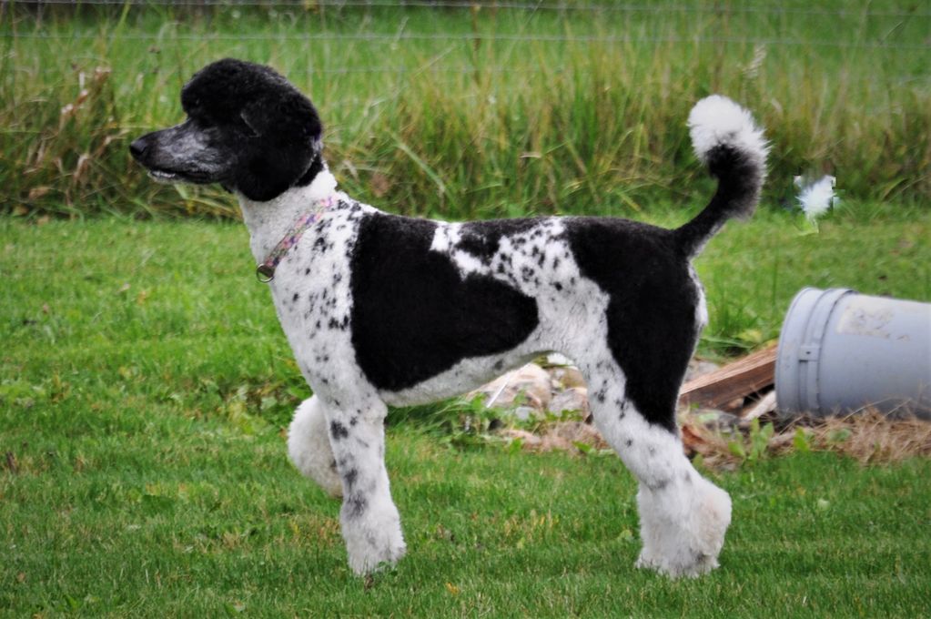 Standard Poodle posing as trained on a field