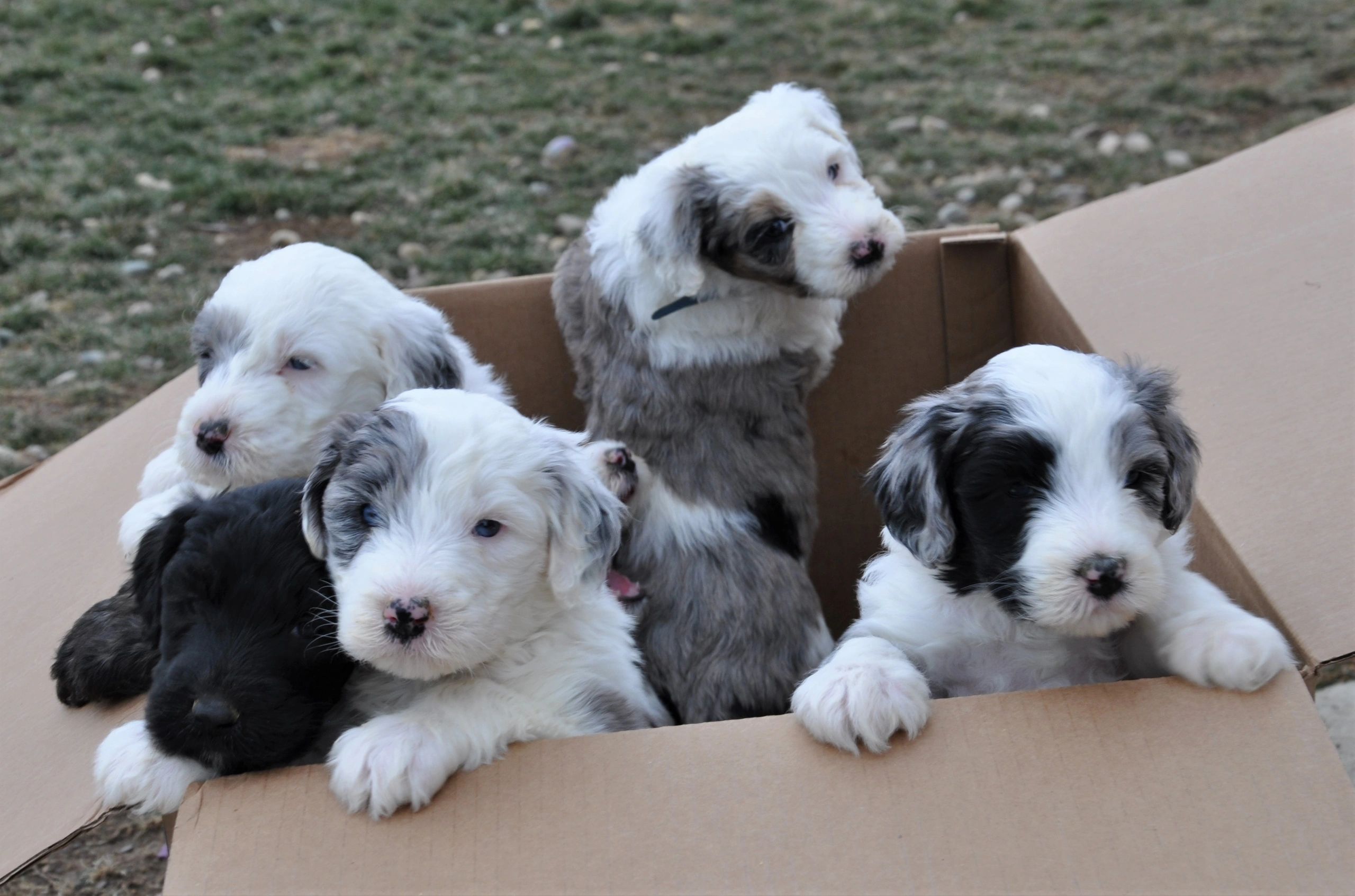 A box full of cute little puppies 