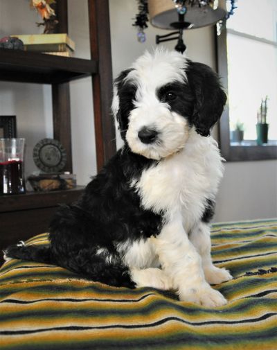 A beautiful dog with rich black and white fur coat