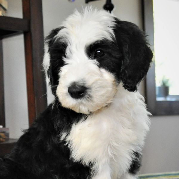 Sheepadoodle Puppy in black and white 