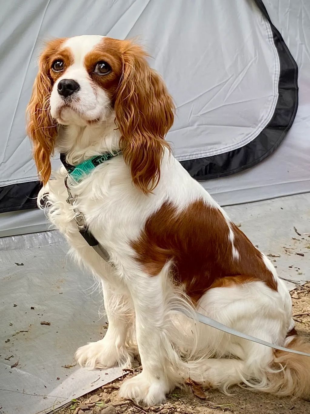 Cavalier King Charles Dog Red and white