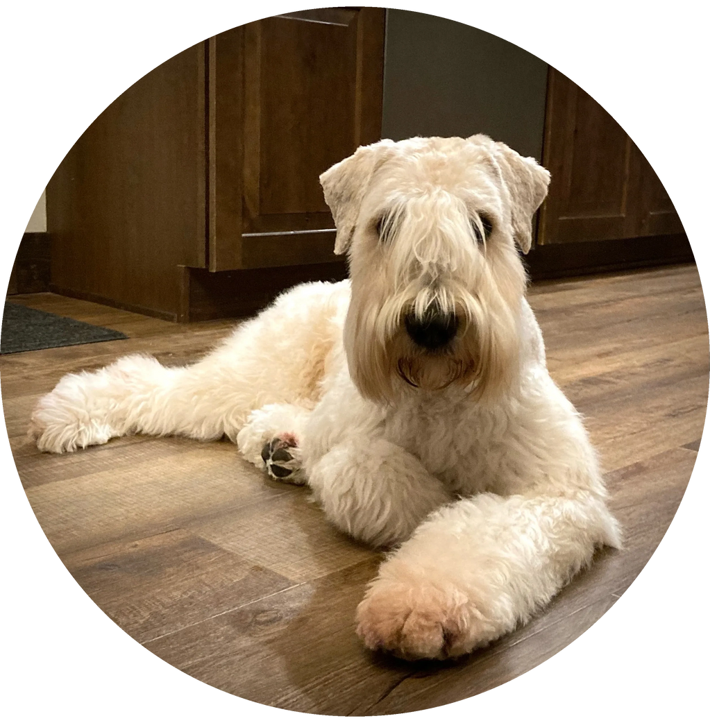 Soft Coated Wheaton Terrier Whoodle Puppy