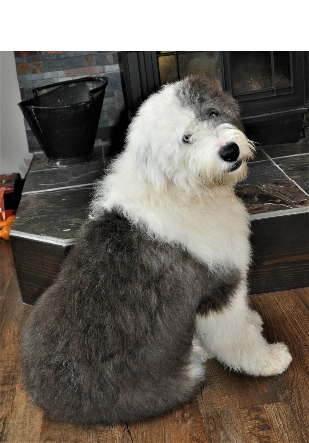 Old English Sheepdog with white and grey fur 