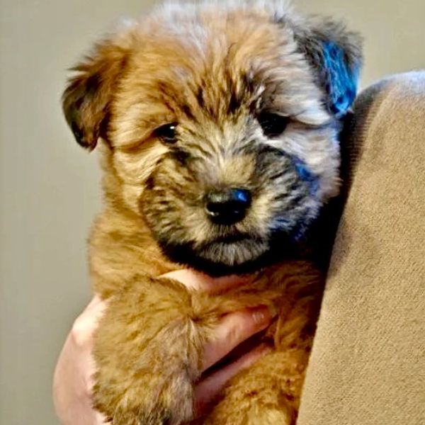 brown and black puppy with cute face