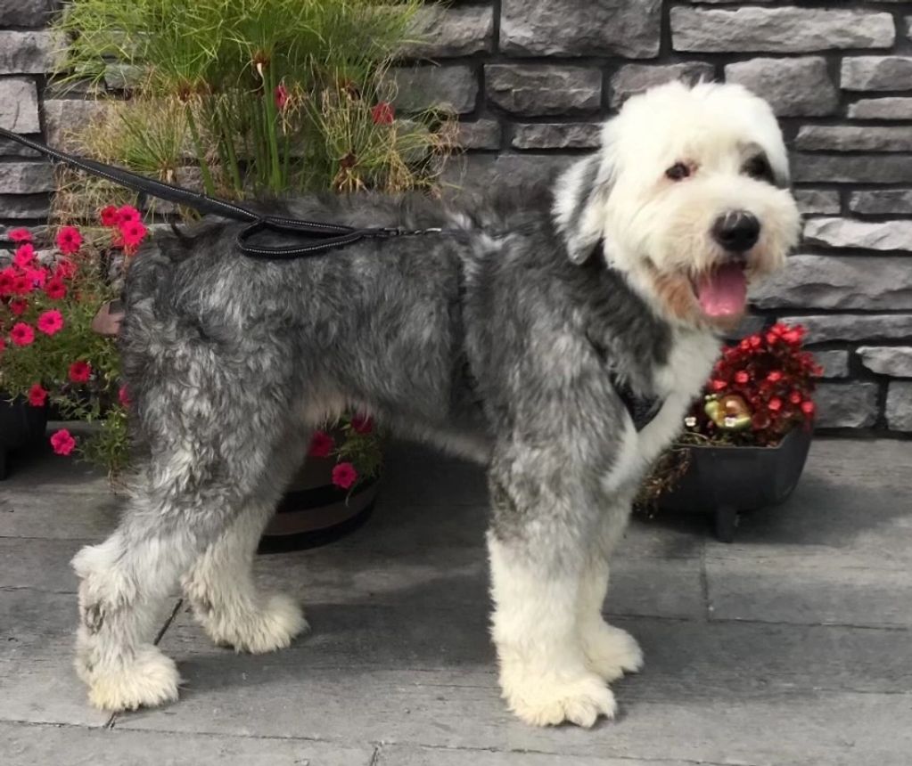 Old English Sheepdog Stud on a leash 