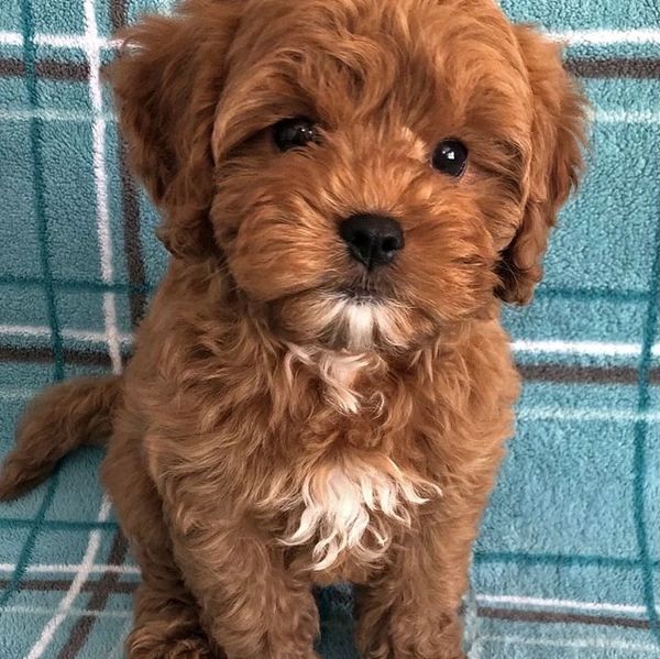 Cute Red Cavapoo 