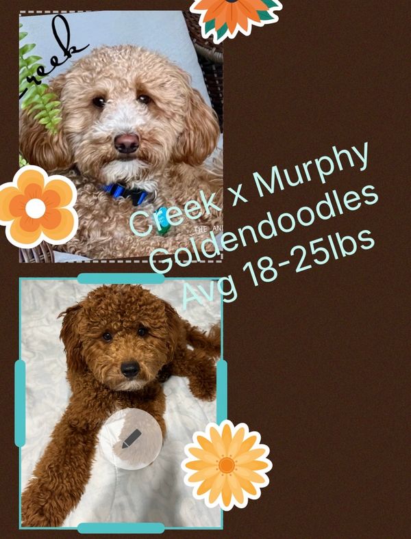 Two adorable Goldendoodle dogs with curly fur, labeled Creek and Murphy.