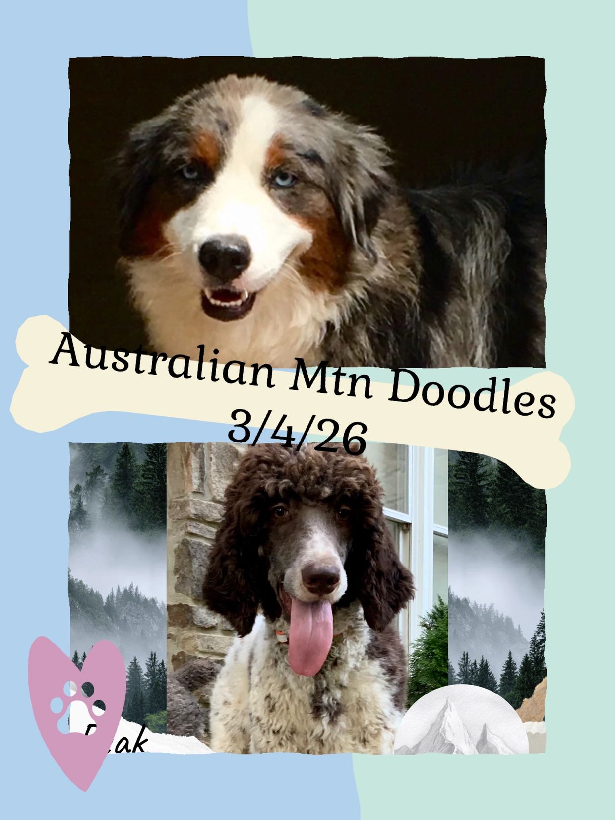 Two happy dogs featured with text about Australian Mtn Doodles and a date.