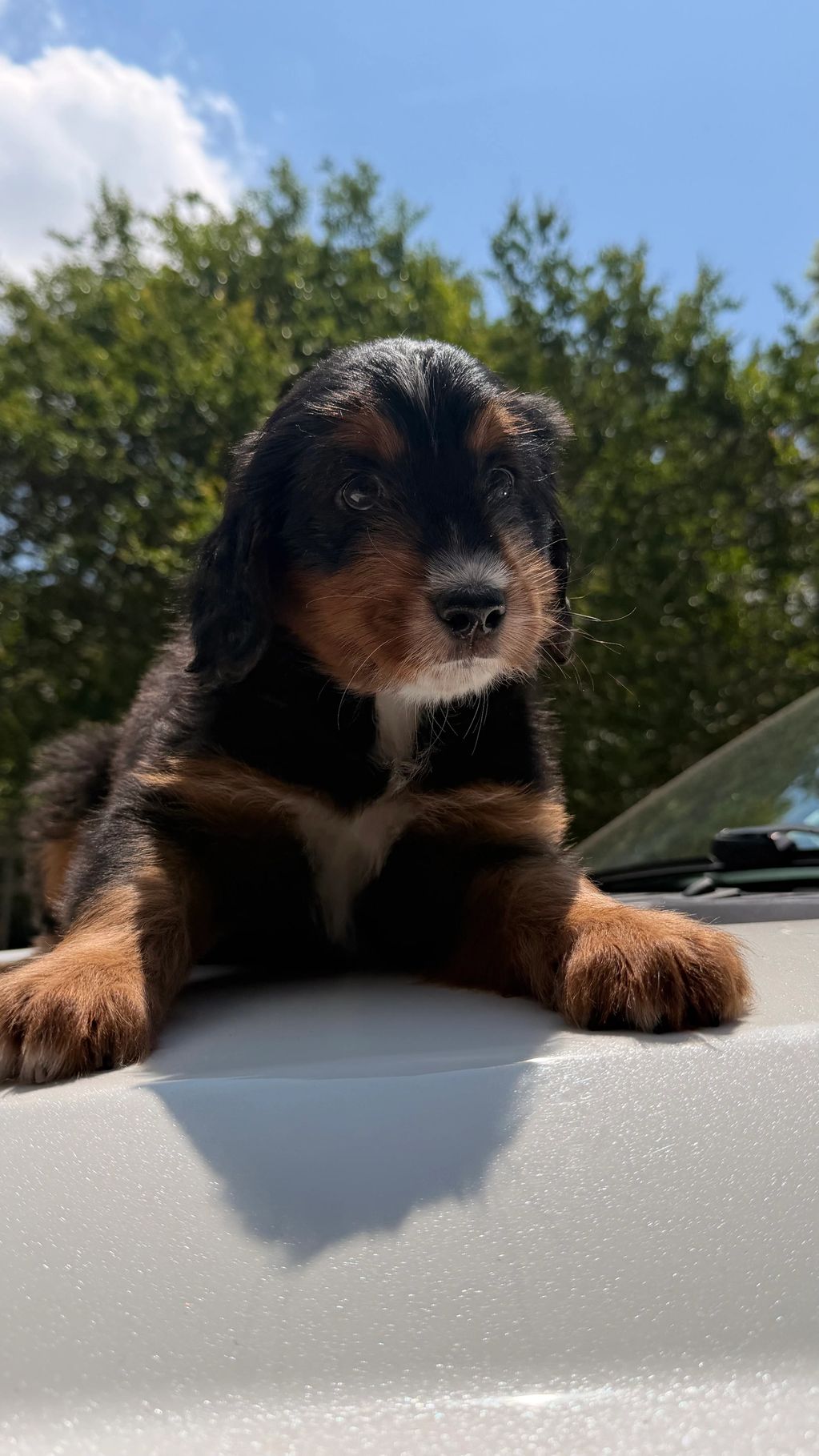 Adorable tricolor puppy resting on a white surface outdoors.