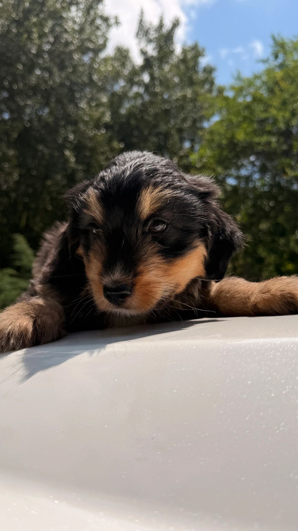 Close-up of a sleepy black and tan puppy resting outdoors on a sunny day.