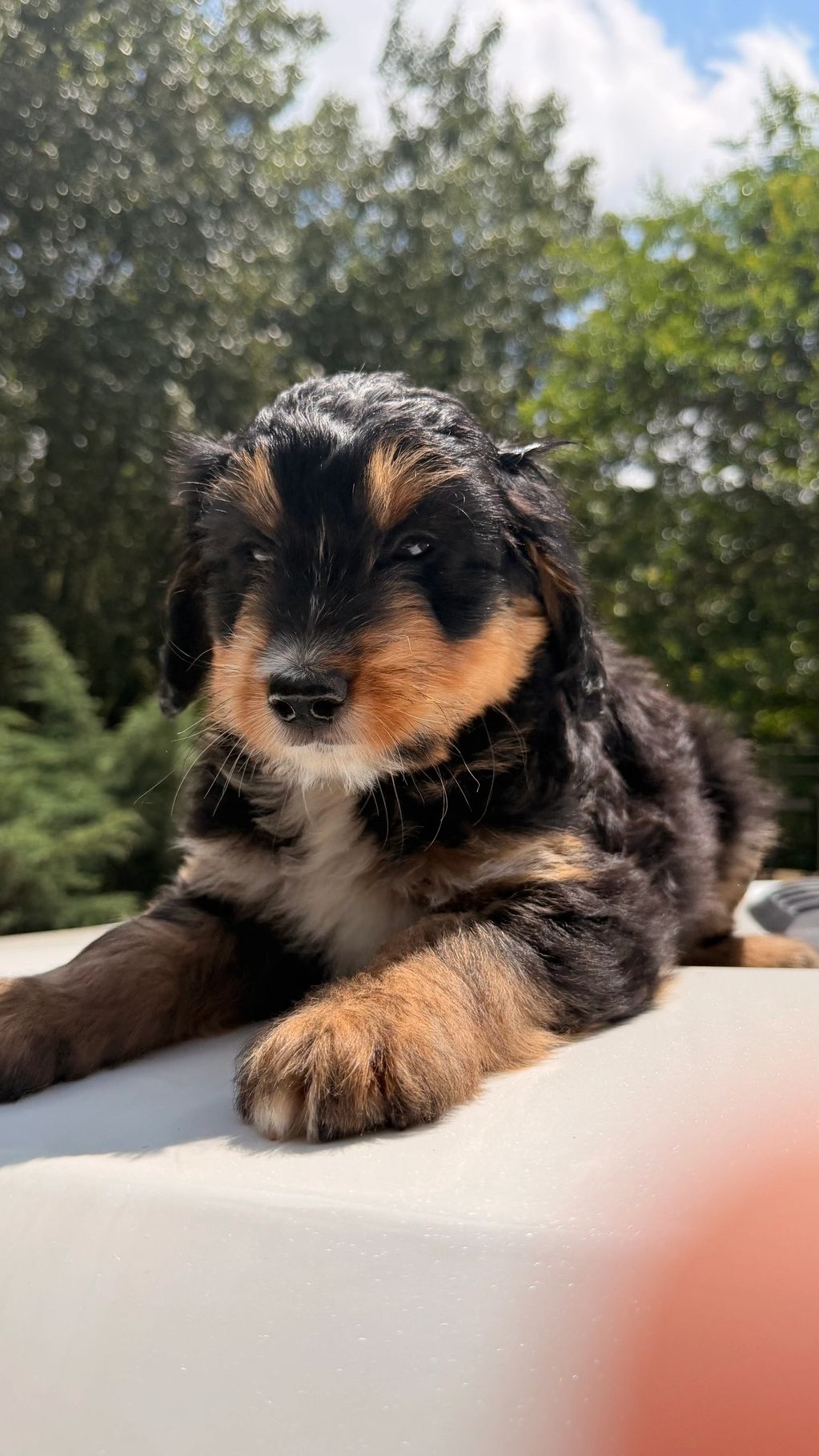 A fluffy black and tan puppy resting outdoors on a sunny day.