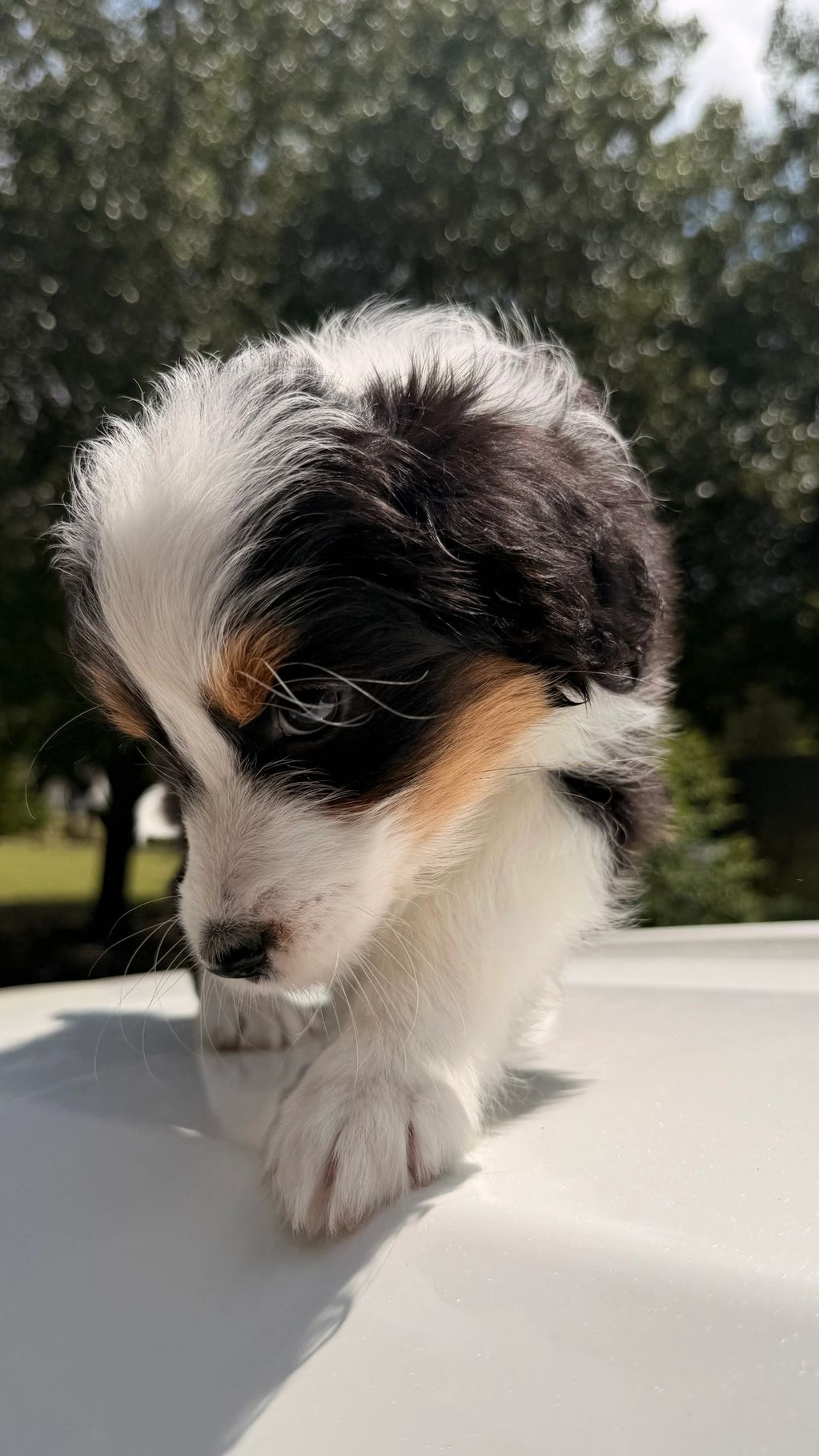 Close-up of a tricolor puppy walking on a white surface outdoors.