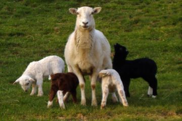 Katahdin Sheep