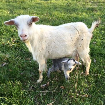 Tennessee Goats