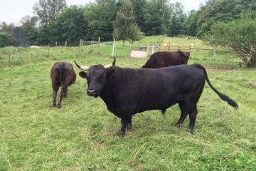 Dexter bull, dexter belted galloway cross 