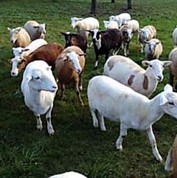 Katahdin Hair Sheep