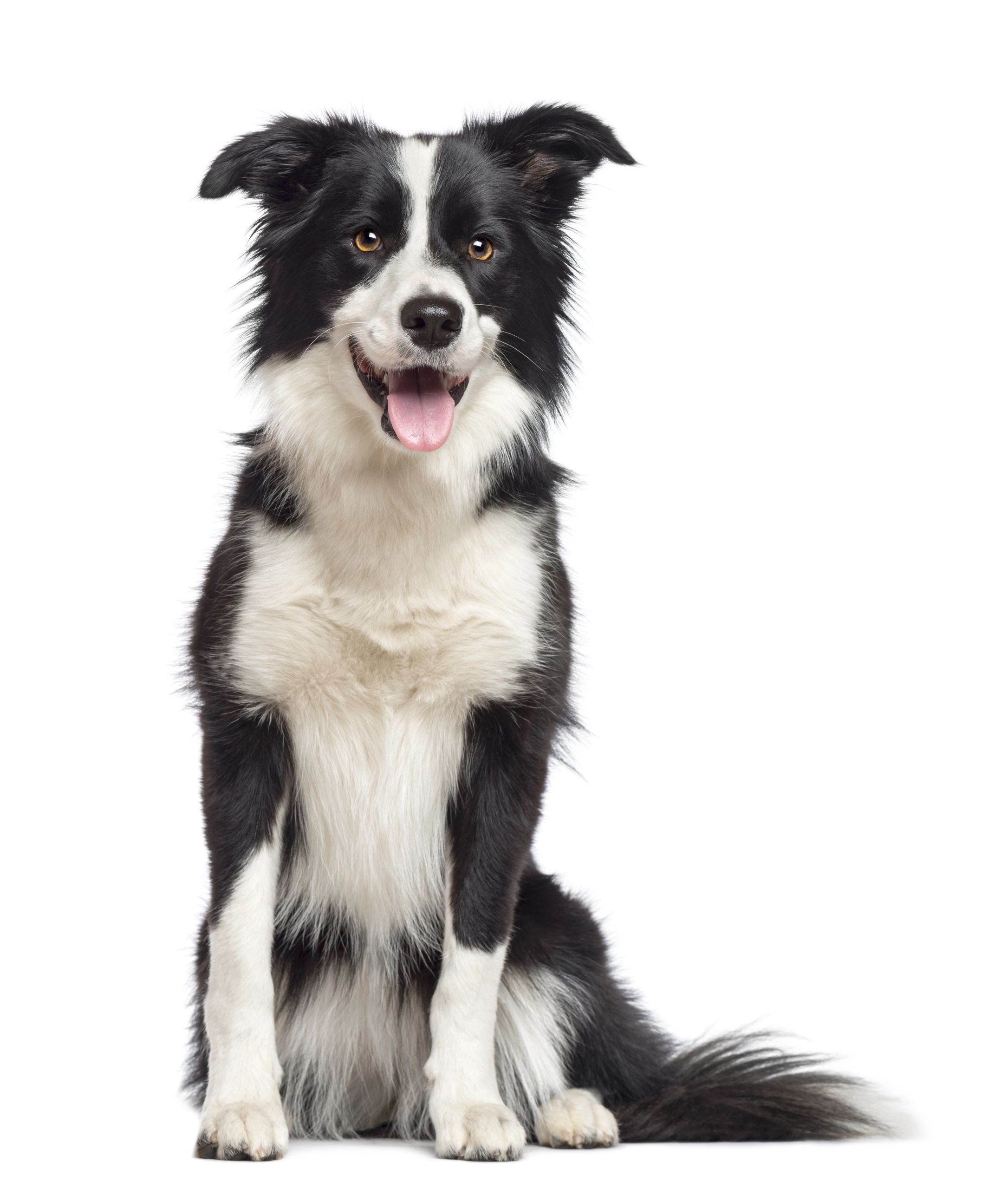 how much does it cost to get a border collie groomed