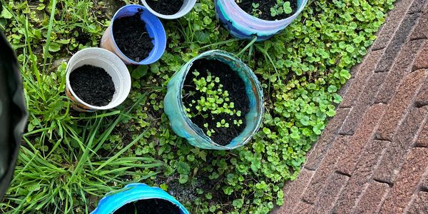 Urban Garden, Growth