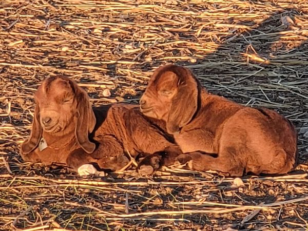 Two brown goats resting on dry hay.