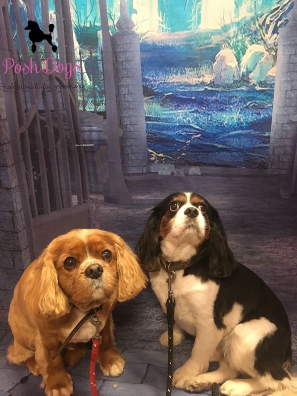 Posh Dogs