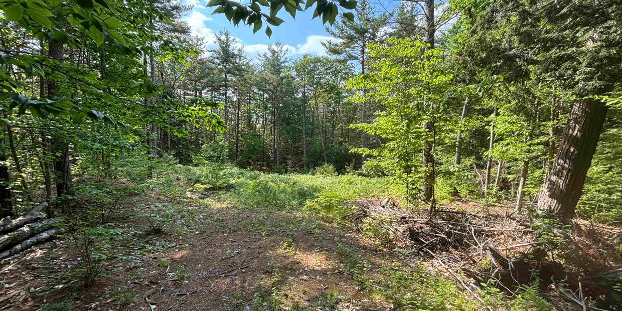 Sunny clearing surrounded by dense forest with scattered branches and greenery.