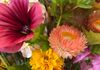 Malope, strawflowers, and tick seed.