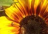 Honeybees love our sunflowers!