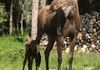 Mama moose and her new calf visiting the farm