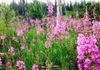 Fields of fireweed make delicious honey