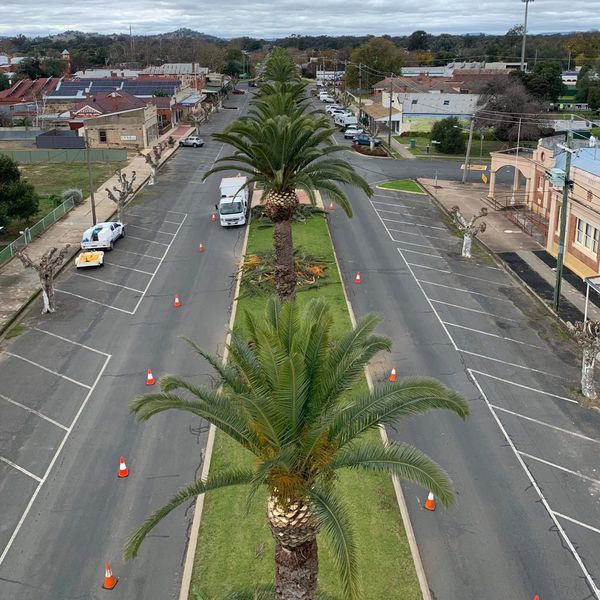 Palm tree maintenance wodonga 
Palm tree removal Wangaratta 
Palm tree removal Albury 