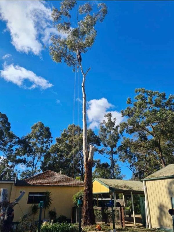 Arborist wodonga
Arborist Albury 
Arborist Wangaratta