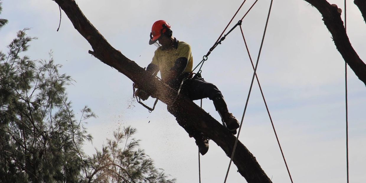 Tree trimming wodonga
Tree trimming Albury 
Tree trimming Wangaratta 
Tree removal wangaratta