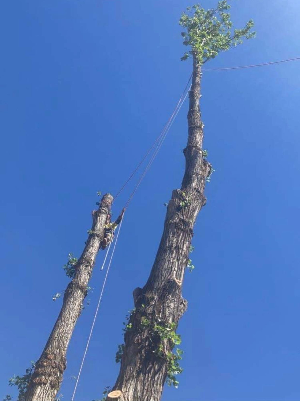 Tree trimming Albury 