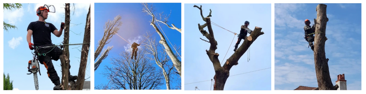 Tree surgeon in trees