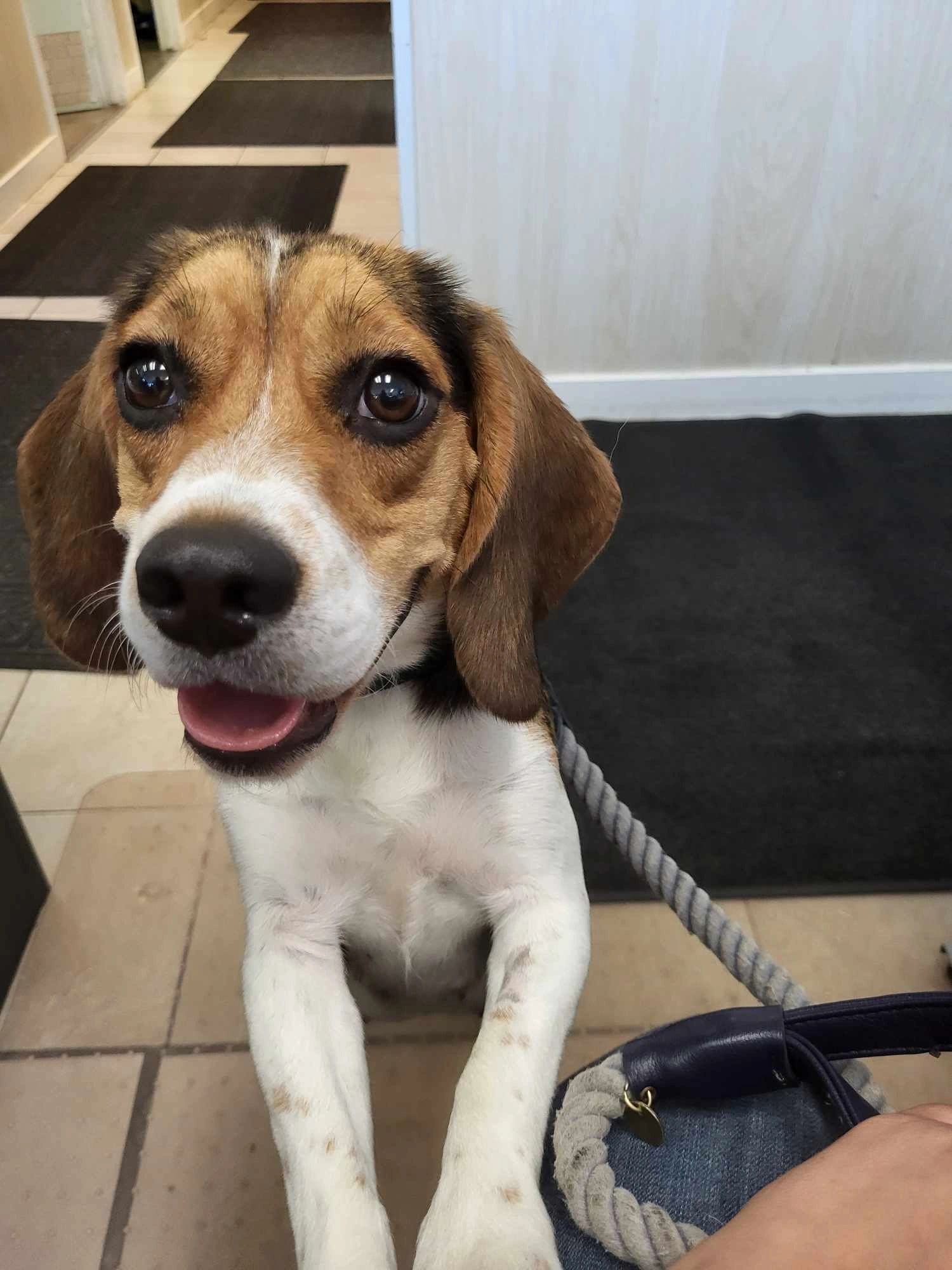 Our Furever Friends