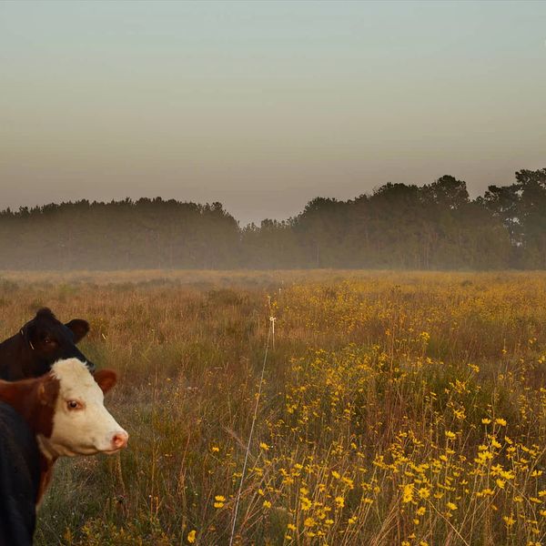 Cows in a misty field with yellow wildflowers at dawn.