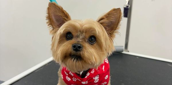 Yorkie

Dog Grooming
