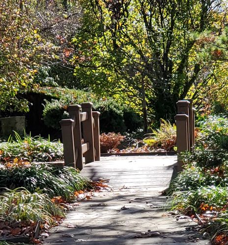 Bridge in Japanese Garden