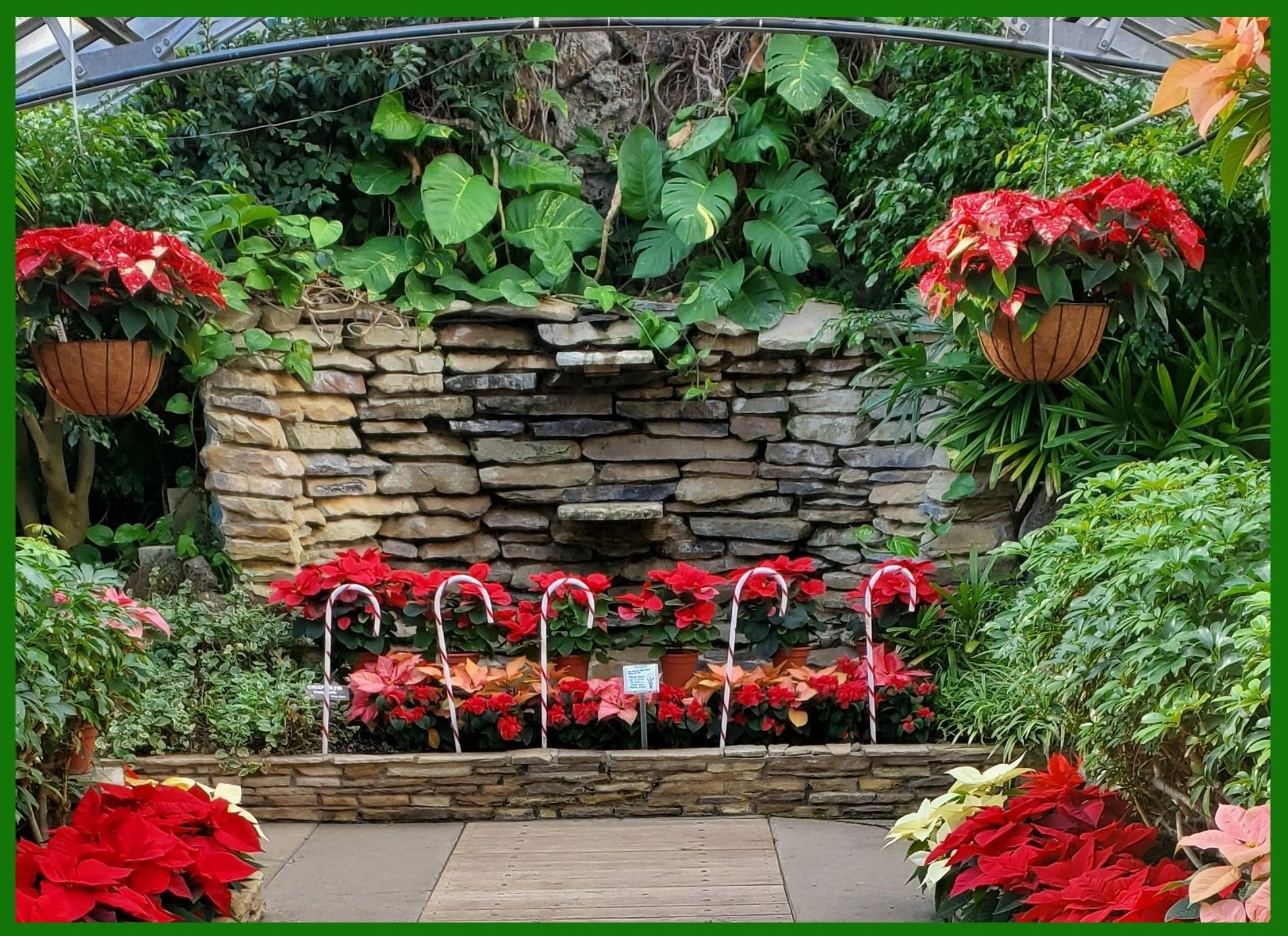 Poinsettia Care poinsettia-care