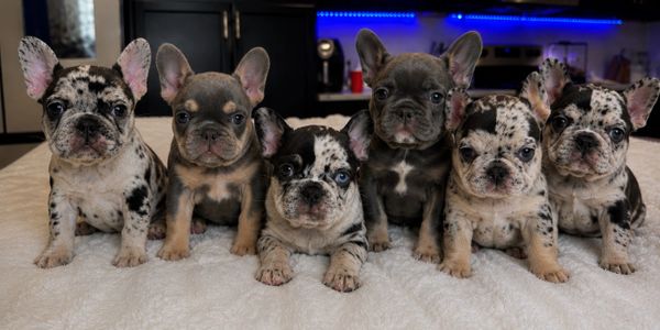 Six adorable French Bulldog puppies sitting in a row indoors.