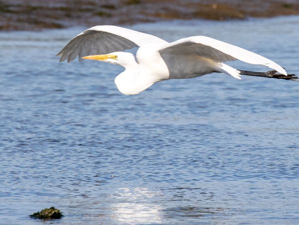 Great White Egret in Monterrey, CA