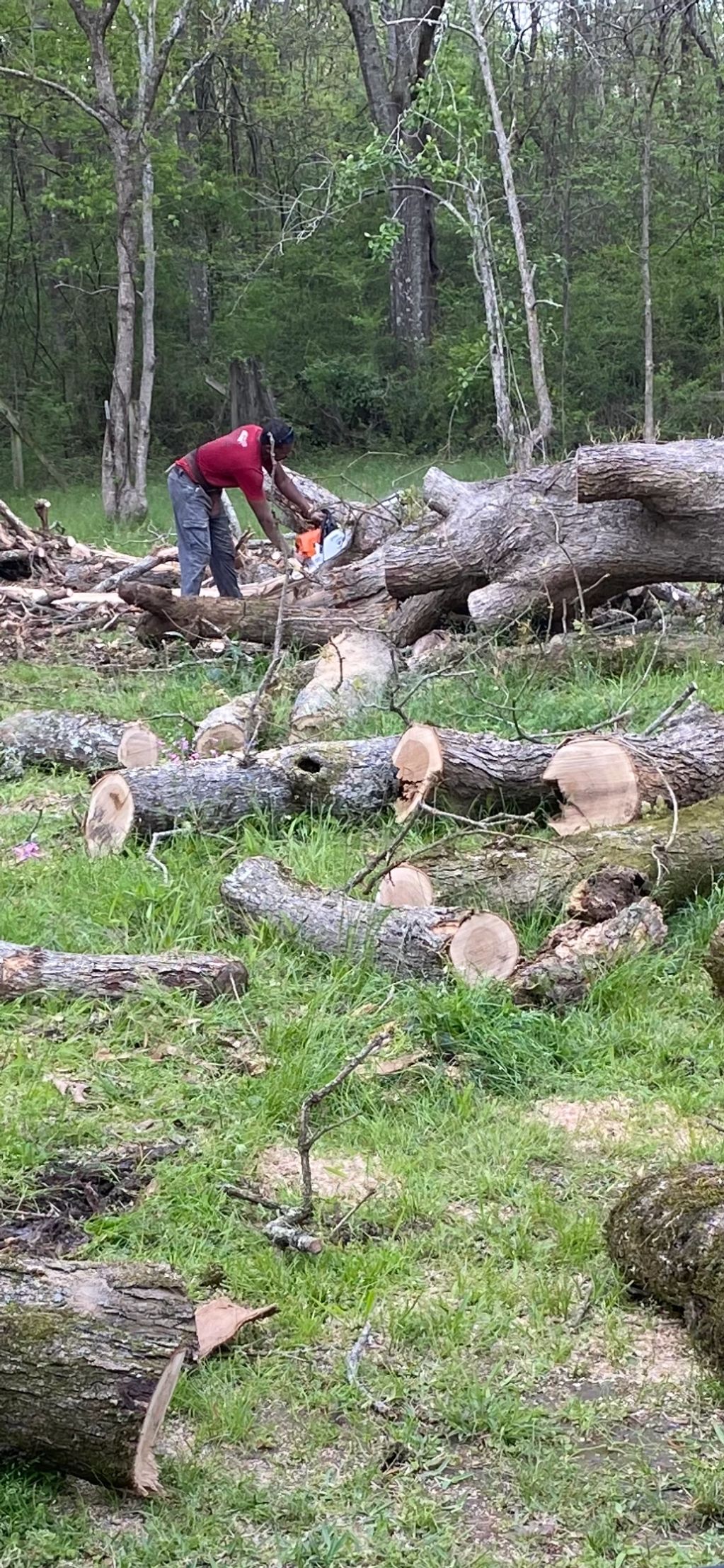 Emergency Tree Removal