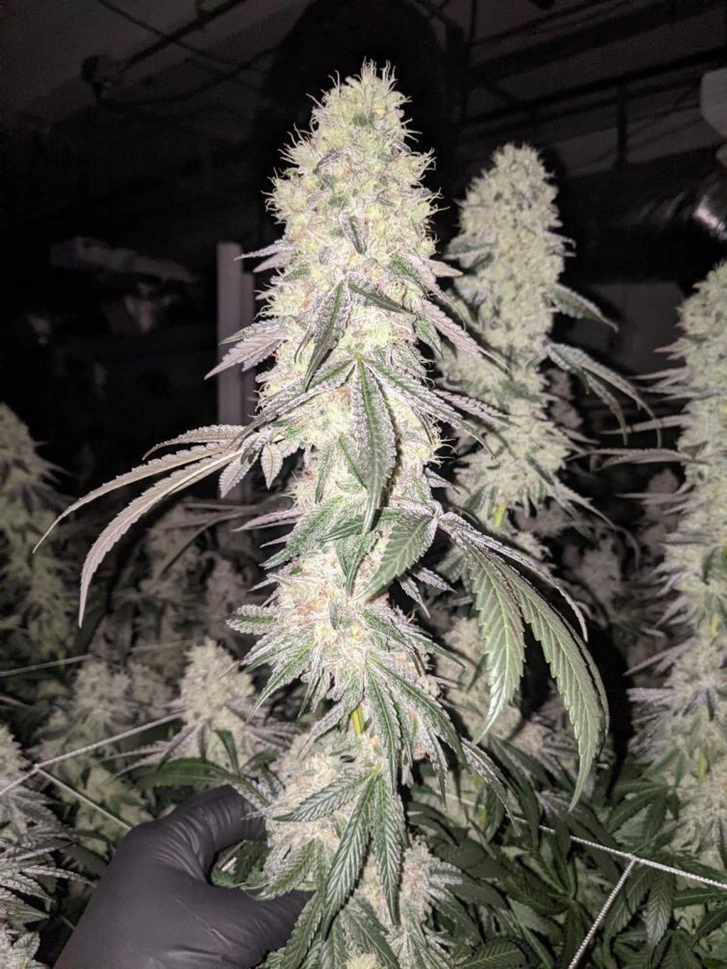 Andez Mint Cookies aka Trap Mintz (Tropicanna Cookies x Kush Mints) 