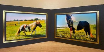 Photos are of a mother/daughter pair of miniature horses. Left is of the mother(Mama); right is Baby