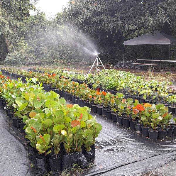 Rows of potted plants being watered by a sprinkler in a nursery.