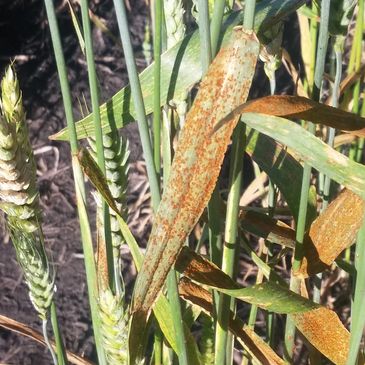 Leaf rust, stem rust  and fusarium development in wheat under misting in inoculated nursery