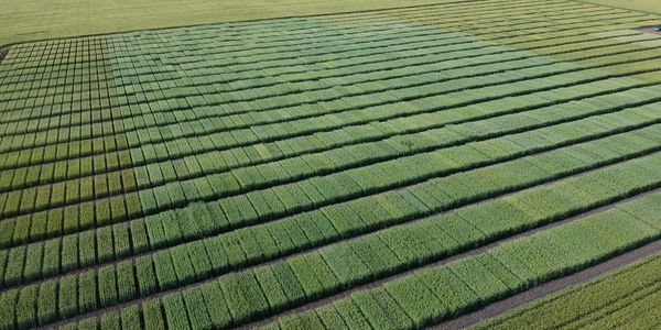 Wheat and oat variety (early stage) and efficacy trials